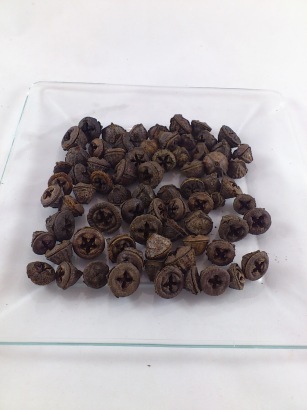 Eucalyptus clocks 200 gr.